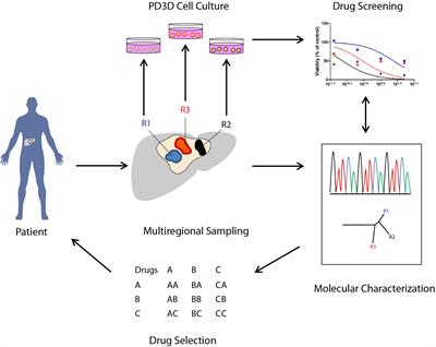 From Chemotherapy to Combined Targeted Therapeutics: In Vitro and in Vivo Models to Decipher Intra-tumor Heterogeneity